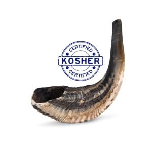13"–15" Ram’s Horn Shofar | Repentance Horn