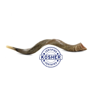 27" - 31" Yemenite Shofar - Half Polished