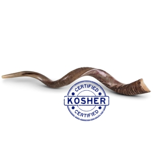 35-39" Yemenite Shofar Kudu