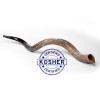 47"–51" Yemenite Shofar from Israel | Deep Sound Kudu Horn – Certified Kosher