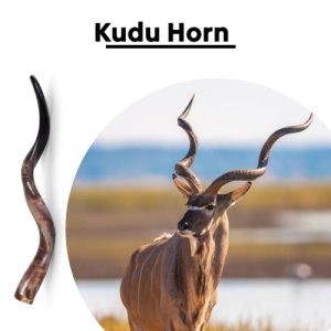 Kudu Horn Shofar