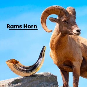 Rams Horn Shofar From Israel - Certified Kosher